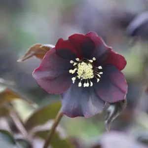 Harvington Shades Of The Night Lenten Rose Hellebore Perennials Flower Plants 2L