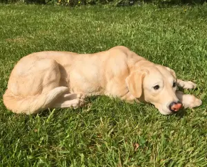 Laying Golden Labrador figurine, large (44cm long) realistic home or garden ornament or memorial