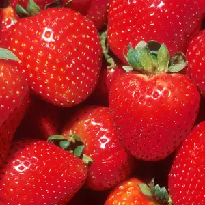 Strawberry Marshmello Bare Root - Grow Your Own Bareroot, Fresh Fruit Plants, Ideal for UK Gardens (20 Pack)