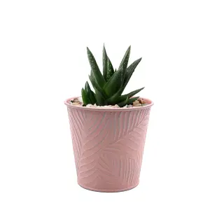 0.6L Pastel Pink Metal Planter Garden Herbs Plant 11cm Pot Embossed Leaf Bowl