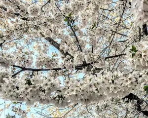 Prunus Chocolate Ice Flowering Cherry Tree 5-6ft Tall Supplied in a 7.5 Litre Pot