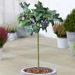 Ficus Brown Turkey Patio Tree - Stunning Variety, Ideal for UK Gardens, Compact Size (2-3ft)