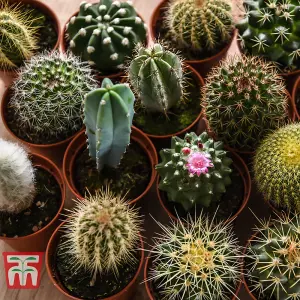 Houseplant Cactus Mix 10.5cm Pot x 3