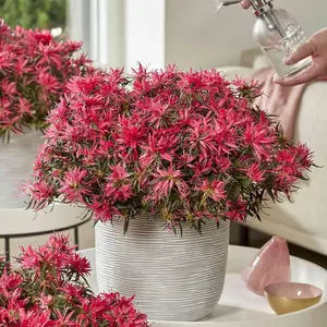 Azalea Starstyle Pink 10.5cm Potted Plant x 1