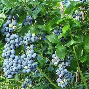 Vaccinium Spartan - Hardy Fruit Shrub, Blueberry Fruits, Low Maintenance (20-30cm Height Including Pot)