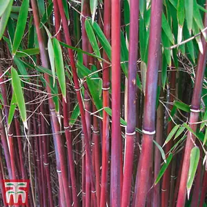 Bamboo Fargesia Asian Wonder Potted Plant 9cm Pot x 1