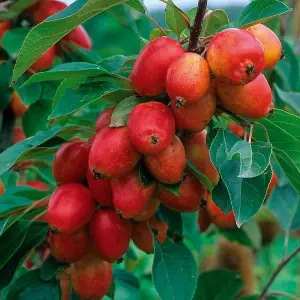 Malus John Downie Tree - Crab Apple Tree, White Spring Blossoms, Low Maintenance (5-6ft)