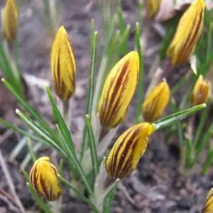 Crocus Fuscotinctus Flowering Bulbs (1000 Pack)