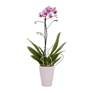 Verve Single Stem Moth orchid in Assorted Ceramic Decorative pot 9cm