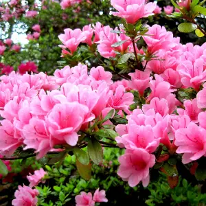 Azalea Pink - Vibrant Flowers, Evergreen Shrub, Hardy (20-30cm Height Including Pot)