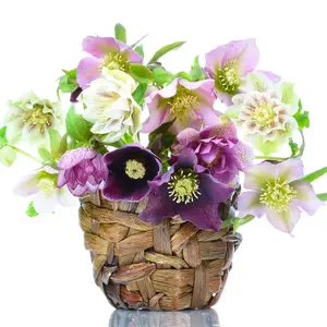 Dazzling Helleborus Collection - Double The Petals, Double The Beauty. 4 Plants In 9cm Pots