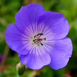 Rozanne Cranesbill Perennials Flowering Plants Geranium 2L Pot