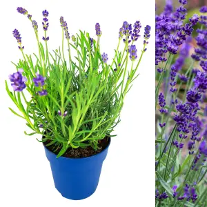 Lavender Hidcote Plant in 13cm Pot - Lavandula English Lavender Bush