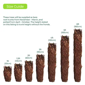 Dicksonia Antartica Tree Fern  Large Soft Outdoor Garden Tree  Rare Large Garden Plants  180cm Tall (6ft)