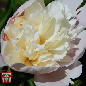 Peony 'Shirley Temple' - 3 Bare Root Plants