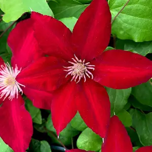 Clematis Rebecca Red Flowering Vine Climbing Plant 60cm Cane 3L Pot