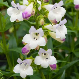 Penstemon Harlequin Lilac Garden Plant - Lilac Blooms, Compact Size (20-30cm Height Including Pot)