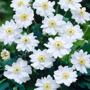 Anemone Whirlwind - Elegant White Double Blooms, Compact Size (15-30cm Height Including Pot)