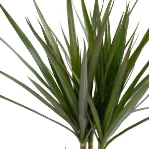 Dracaena Marginata - Stylish and Air-Purifying Indoor Plant for Interior Spaces (160-180cm Height Including Pot)