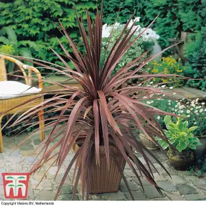 Cabbage Palm (Cordyline australis Purpurea) 1 Packet (10 Seeds)