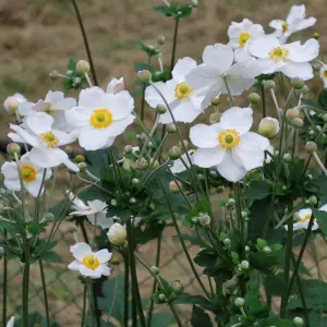 Anemone Honorine Jobert - Elegant White Blooms, Moderate Height (30-40cm Height Including Pot)