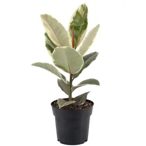 Ficus Tineke - Rubber Plant, Ideal for Home, Office, Kitchen, Houseplant in 12cm Pot (30-40cm Height Including Pot)