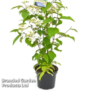 Viburnum Kilimanjaro Sunrise 3 Litre Potted Plant x 1