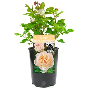 Many Happy Returns Cream Rose - Outdoor Plant, Ideal for Gardens, Compact Size