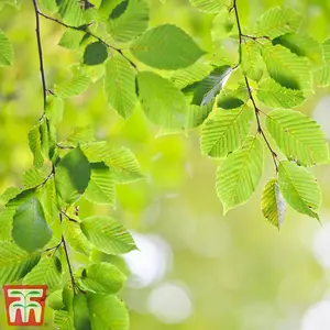 Hedge Beech (Green) (Fagus sylvatica) 1 Bare Root Plant