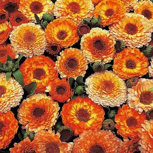 Calendula Pink Surprise 1 Seed Packet (100 Seeds)