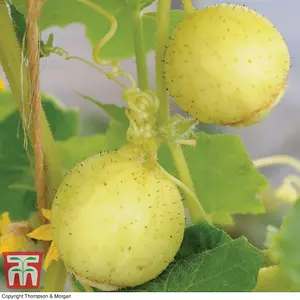 Cucumber Crystal Apple 1 Seed Packet (20 Seeds)