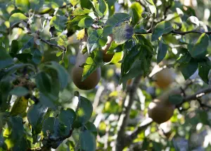 Lincolnshire Fruits Conference Bareroot 7 Litre 1.5m Tree