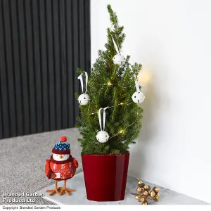 Doorstep Christmas Tree - Picea perfecta 5 Litre Pot x 1