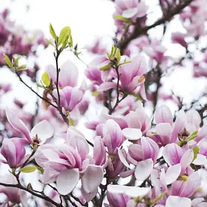 Magnolia soulangeana 9cm Potted Plant x 1