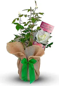 Paper Wedding Rose Bush Gift Wrapped - 1st Wedding Anniversary Plant