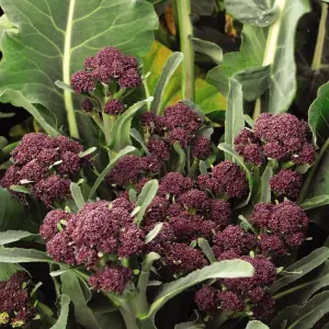 Broccoli Purple Sprouting 3 Seed Packets