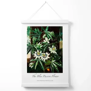 Vintage Floral Exhibition -  Blue Passion Flower Poster with Hanger / 33cm / White