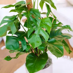 Monstera Cheese Plant Around 40-50cm in Height - Includes Mint Indoor Pot