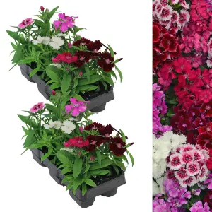 12 x Dianthus Carnation Festival Mixed Pack - Colourful Flowers - Bedding Plants - Ideal for Pots, Containers & Beds in UK Gardens