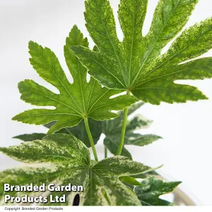 Fatsia japonica Spider's Web 9cm Pot x 2