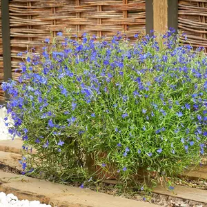 Lobelia Monsoon 1 Seed Packet (650 Seeds)