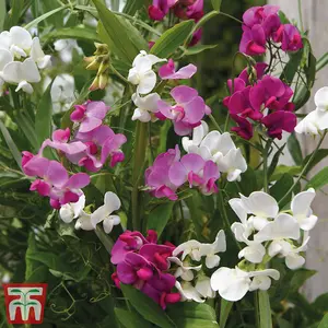 Perennial Sweet Pea Promo New Kew Range 1 Seed Packet (10 Seeds)