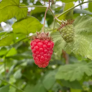 Lincolnshire Fruits Buckingham Tayberry Potted 3Litre