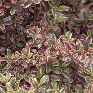 Coprosma Rainbow Surprise - Variegated Red and Green Foliage, Evergreen, Hardy (20-30cm Height Including Pot)