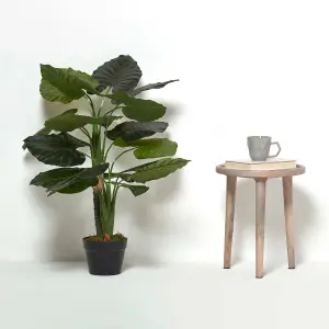 Homescapes Taro Plant in Pot, 90 cm Tall