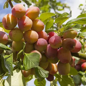 Victoria Plum Patio Fruit Tree in a 5L Pot 80-100cm Tall Grow Your Own Fruit Ready to Plant in Gardens