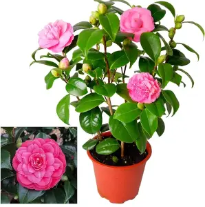 Camellia japonica Principessa Baciocchi in 3L Pot - Evergreen Shrub