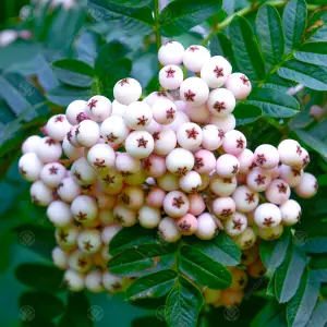 Sorbus Cashmiriana Tree - Kashmir Rowan, White Flowers and Berries, Hardy (5-6ft)