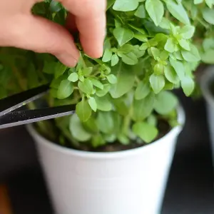 Set of 3 Metal Herb Plant Pots with Saucer Tray Indoor Windowsill Kitchen Planter (Chalk White)