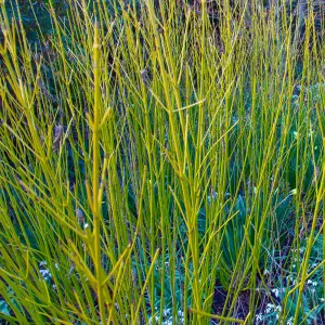 Cornus sericea Flaviramea 'Golden-Twig Dogwood' Bare Root Hedge Hedging Tree Plants (2-3ft, 5 Plants)